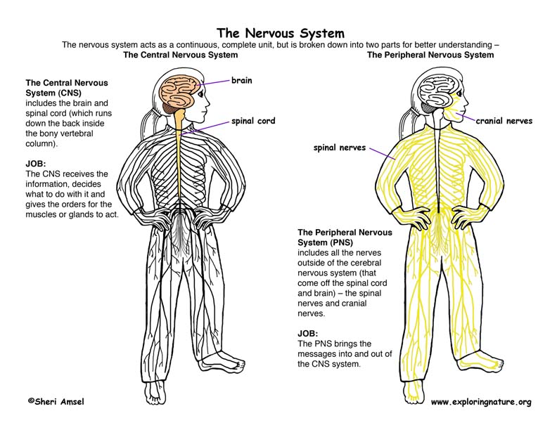 Central Nervous System Diagram For Kids / Diagram Zombie Factor Fiction